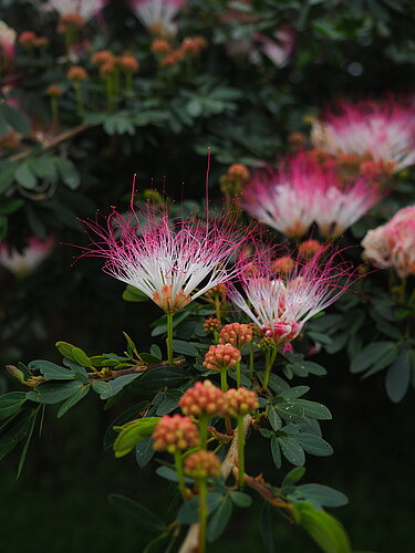 Edenia - Salon de plantes exotiques et tropicales