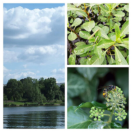 Espèces invasives et mal-aimées de la Maine