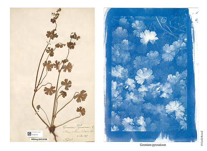 Herbier photographique, petites merveilles du Maine-et-Loire, Carole Renard