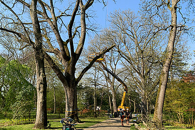 Les arbres de l'entr&eacute;e du parc de l'Arboretum sont fragiles
