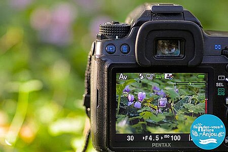 Les plantes dans l'objectif