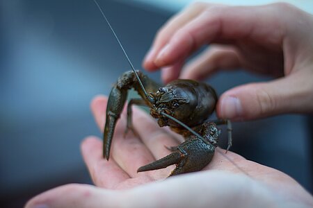 À la découverte de la pêche à l'écrevisse