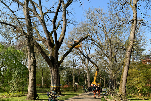 Les arbres de l'entr&eacute;e du parc de l'Arboretum sont fragiles