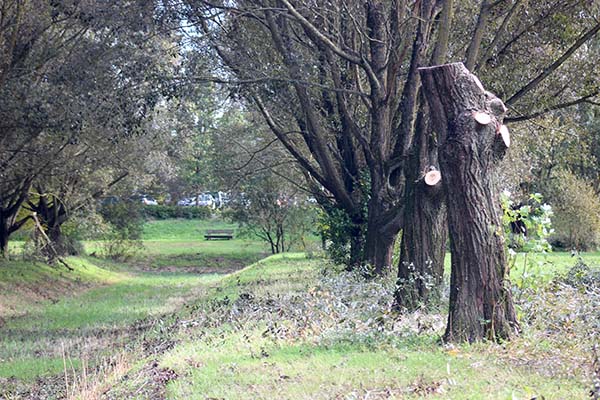 Mise en têtard des arbres au parc Balzac