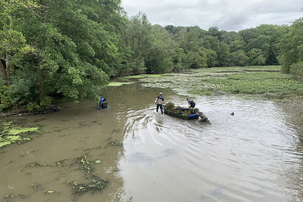 Les plantes aquatiques envahissantes sur les parcs Saint-Nicolas