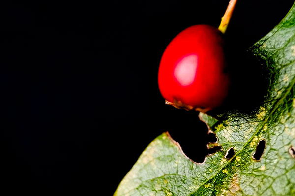 Contribuez au premier herbier photographique participatif de l&rsquo;Anjou