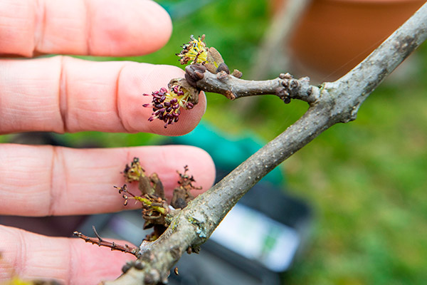 Allergies : le pollinarium vous informe des &eacute;missions en cours