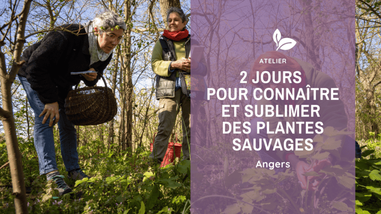 2 jours pour connaître et sublimer les plantes sauvages