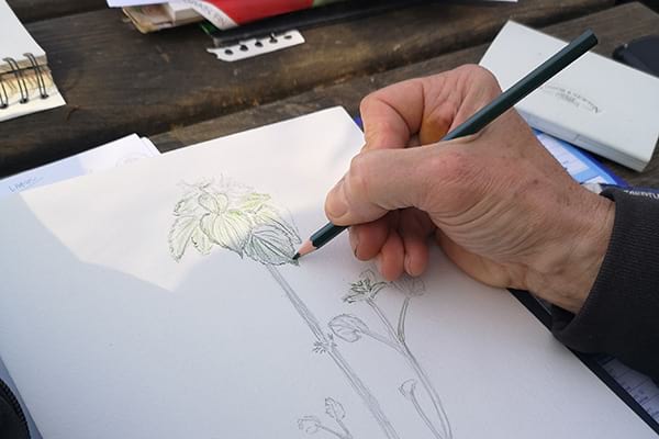 Découverte des plantes sauvages à travers le dessin