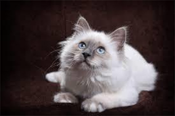 Exposition de chats de race