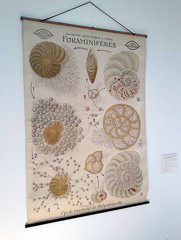 Foraminifères, L'océan à la loupe