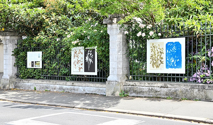Herbier photographique, petites merveilles du Maine-et-Loire, Carole Renard