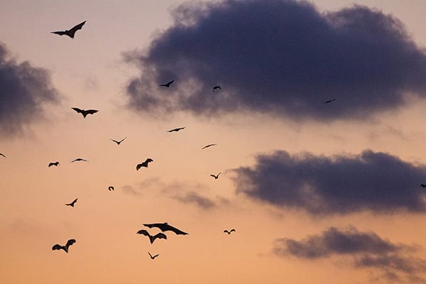 Le monde caché des chauves-souris