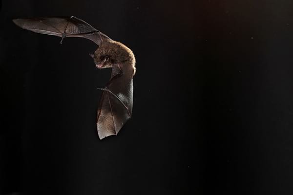 La nuit de la chauve-souris