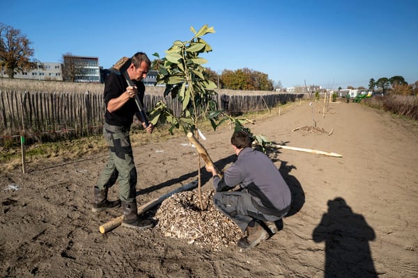 Comment bien planter son arbre ?