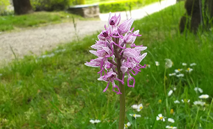 Balade botanique: des orchidées sauvages au château ?