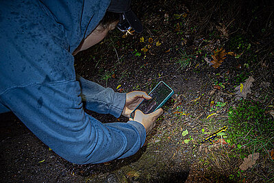 Au parc Saint-Nicolas, les salamandres se comptent la nuit